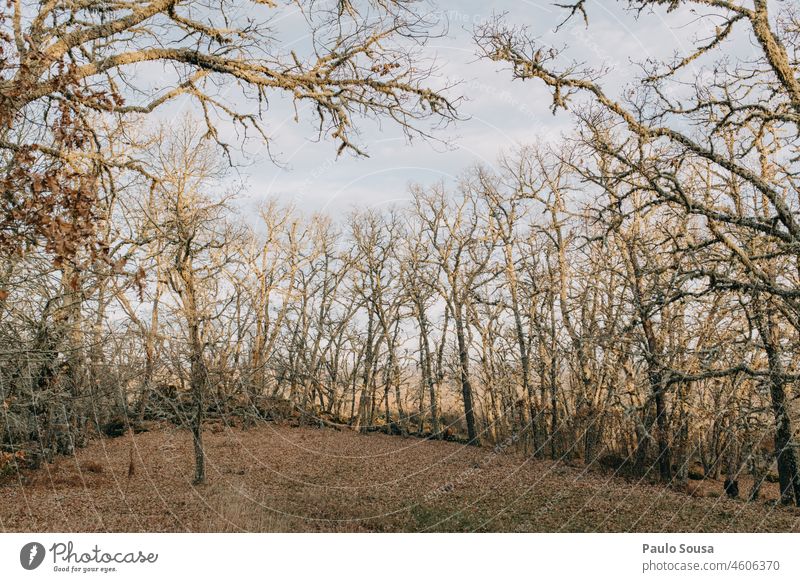 Oak forest Oak tree Forest Sunrise Green Environment Oak leaf Exterior shot Colour photo Autumn Leaf Plant Nature Tree Landscape Twig Autumn leaves