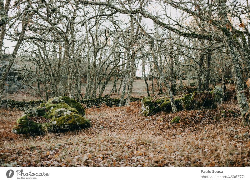 Oak forest Oak tree Oak leaf Forest Winter Autumn Brown Green Deserted Exterior shot Colour photo Environment Plant Tree Nature Leaf Wood Detail Twig