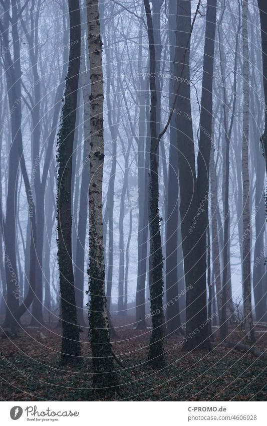 Forest & Fog II Winter Fear trees Twilight off Dreary opaque Gray Birch tree
