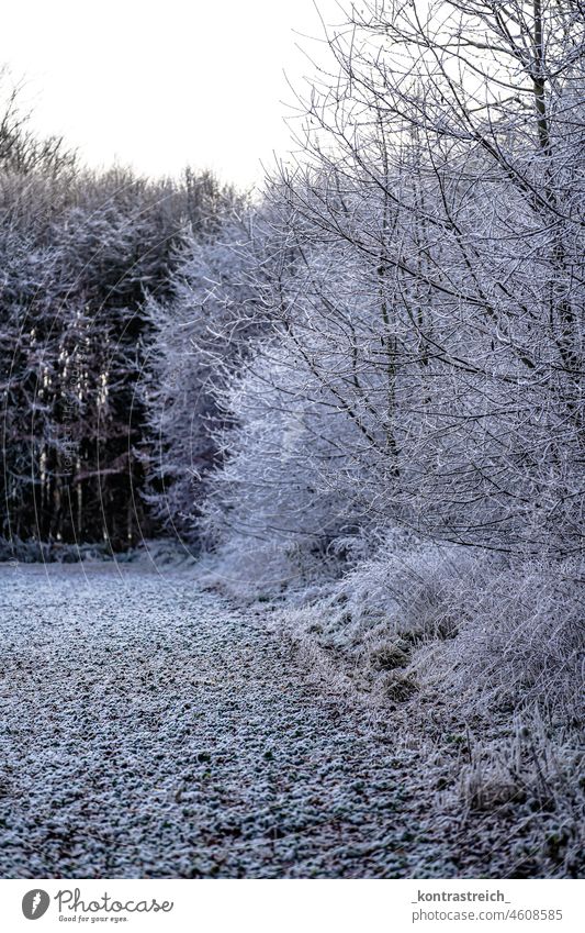 winter wonderland Winter trees Forest Winter mood Winter forest snowy Snow Winter's day Nature Landscape Germany off chill Climate Ice Seasons Inspiration