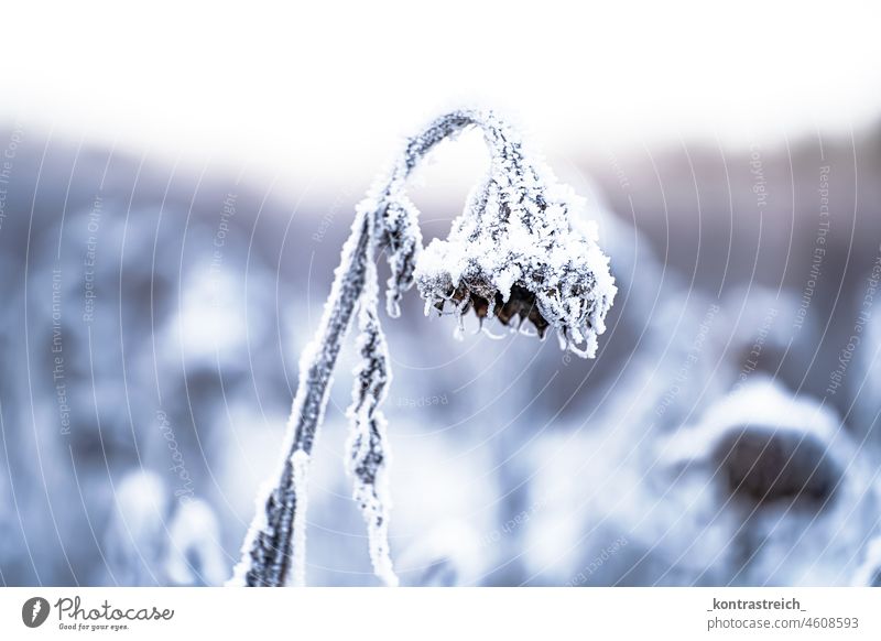 Sunflower asleep Faded snowy chill winter Freeze Transience Nature Winter mood Winter's day Cold White glittering Shriveled snow-covered Snow layer