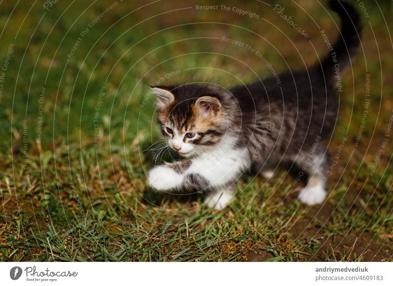 Small cute gray and white kitten walks and plays carefully on green grass. Lovely pet outdoors on summer kitty mammal nature cat baby animal beautiful young