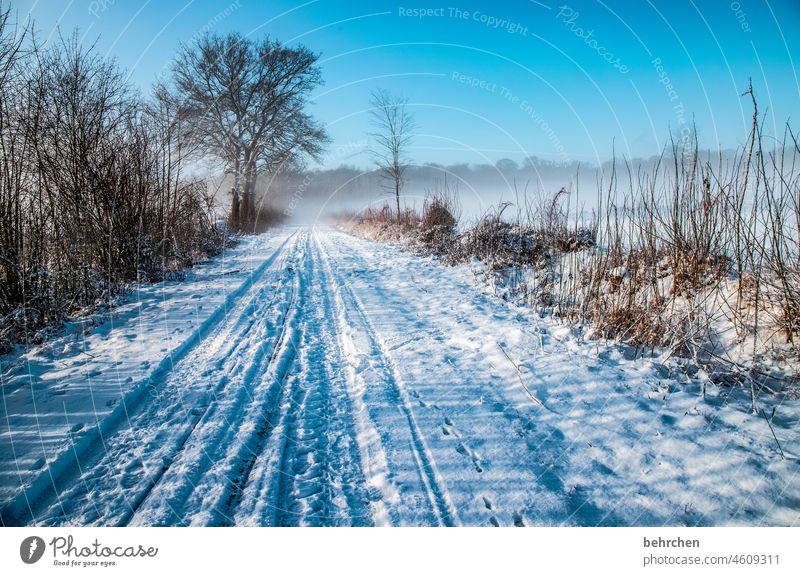 public nuisance | when the winter service misses out trees Environment Nature Frost Climate Lanes & trails Landscape Snow Snowfall Calm Winter winter landscape