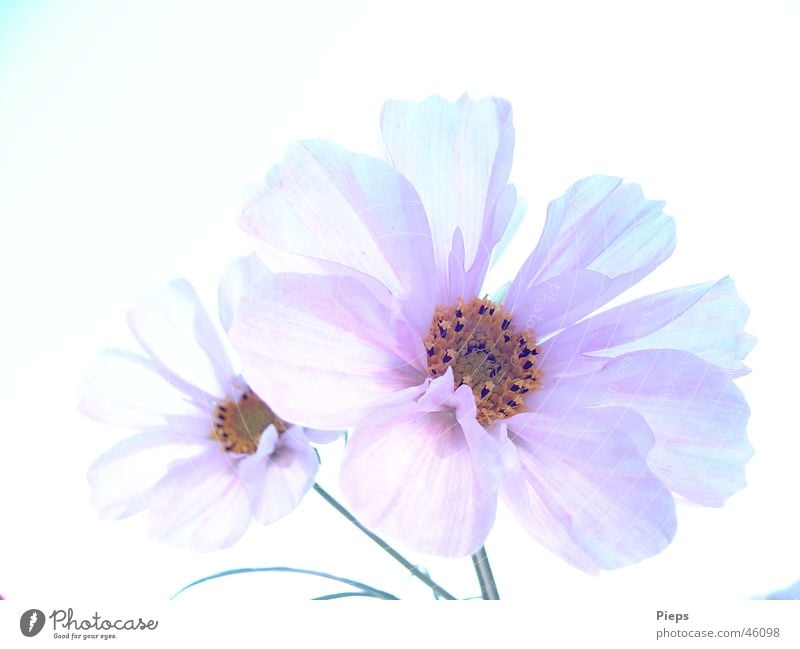 Two white cosmea flowers against neutral background Colour photo Exterior shot Close-up Neutral Background Day Light Elegant Calm Summer Nature Plant