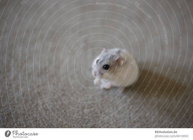 white dwarf hamster on the carpet (Ahsoka-Rey) Pet Hamster Animal Small cute Mammal Rodent Cute Diminutive Pelt Animalistic freewheel Curiosity