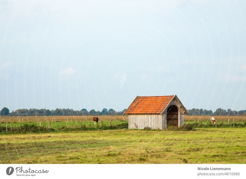 landscape with shack sky marsh blue grass nature moors green beautiful countryside clouds swamp wetland scenic beauty view hut water natural outdoor field recke