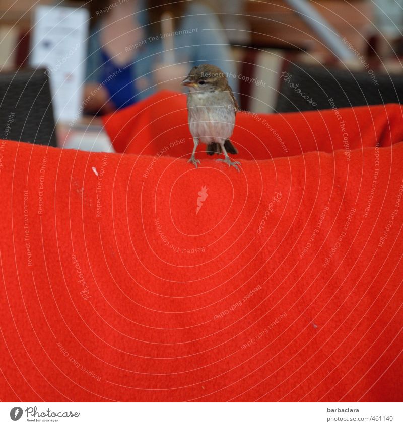 Animal | Red carpet for the sparrow Menu Vacation & Travel Summer Restaurant Feminine 1 Human being Bird Sparrow Blanket Sit Brash Small Curiosity Joy