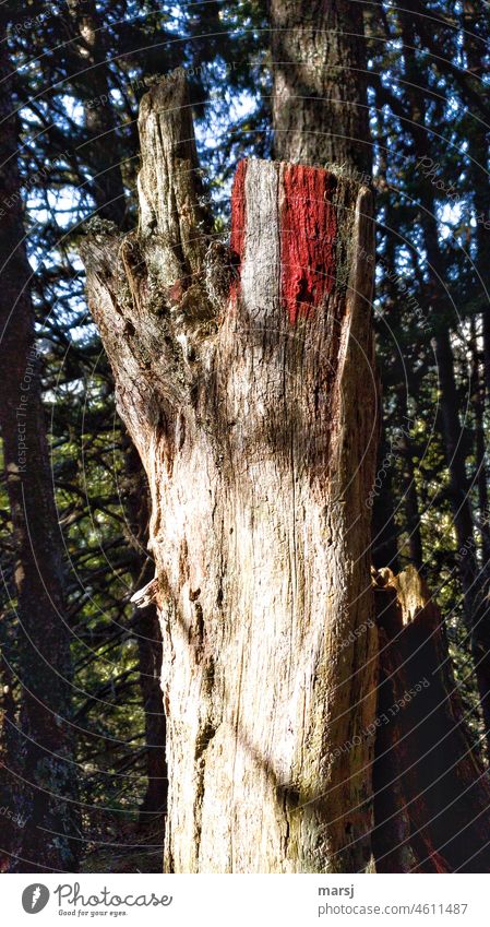 Trail sign on a weathered, dead tree stump. Red-white-red hiking sign Vacation & Travel Clue Hiking Groundbreaking Trip Tree Signage Multicoloured Contrast