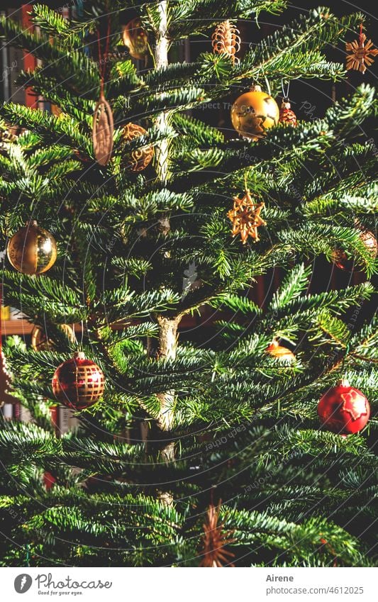 Merry christmas Christmas Christmas & Advent Romance Christmas mood Fir tree Winter Christmassy Green Red Illuminate Feasts & Celebrations Tree Decoration Light