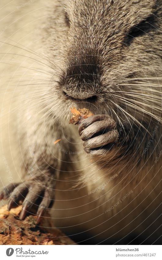Animal | Nibbling fun Wild animal Animal face Pelt Claw Paw Nutria Mammal Rodent 1 Observe Movement To feed Feeding Looking Exceptional Brash Friendliness Funny