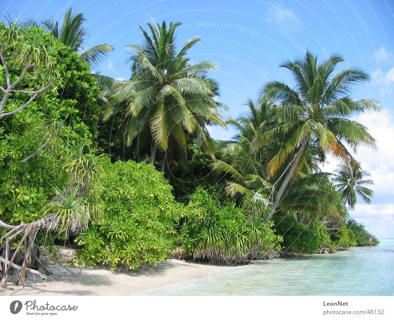 Vilamendhoo Beach Palm tree Maldives Island