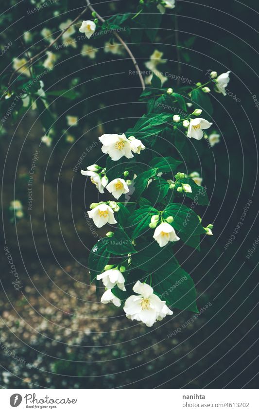 Beautiful background of little white flowers floweres floral filter vintage vsco beautiful beauty beauty in nature surface pattern image abstract fresh