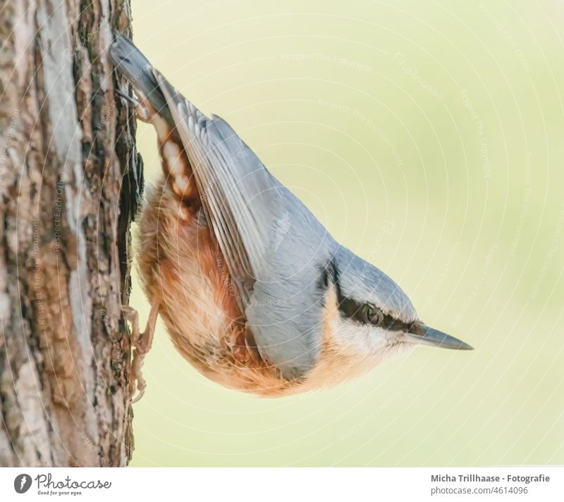 Nuthatch upside down on tree trunk Eurasian nuthatch Sitta Europaea Bird Animal face Head Beak Eyes Grand piano Feather Plumed Claw Hang Observe Looking