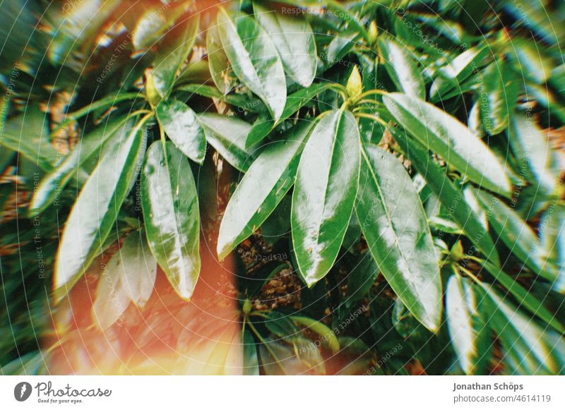 Rhododendron leaves with Lightleak vintage Analog lightleak Retro Rhododendrons Rhododendrom Green Wet green leaves Plant Nature naturally Garden Close-up