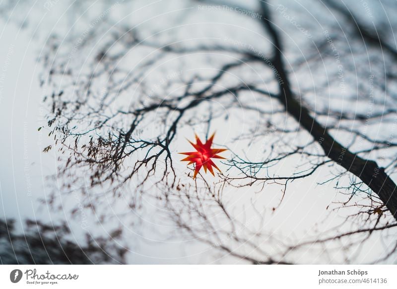 Poinsettia in bare tree in winter Christmas star Tree Bleak Winter Dreary cloudy skies Sky Red Illuminate Herrnhuter Star branches tilt blurriness bokeh Hang