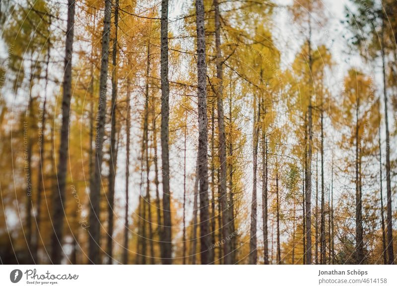 Trees in forest tilt blur trees Forest Mixed forest woodland Forest walk Nature Landscape Environment Exterior shot Deserted Forest atmosphere Green