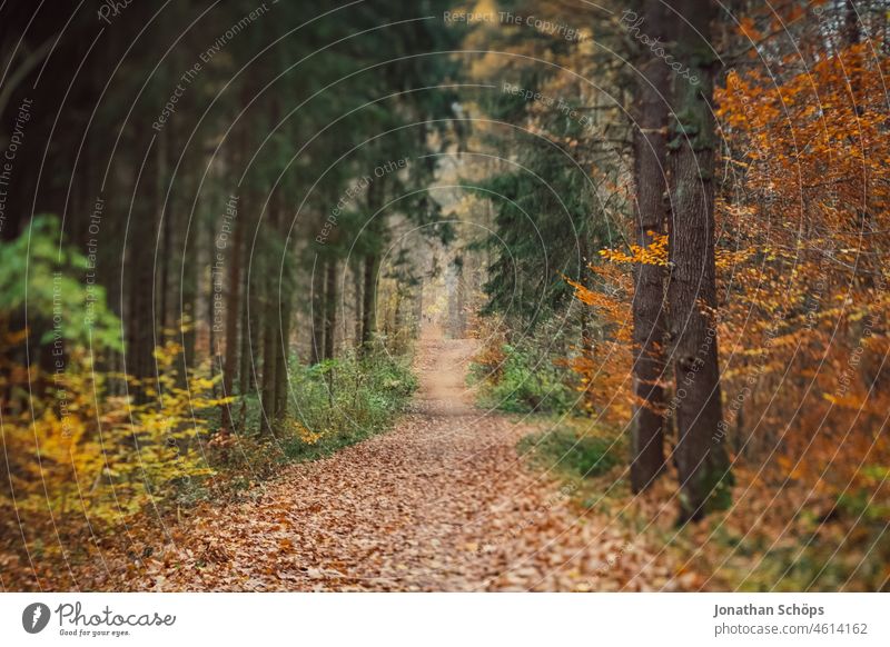 Forest path in autumn tilt effect forest path Autumn blurriness foliage off Lanes & trails Nature trees Tree Environment To go for a walk Deserted Exterior shot