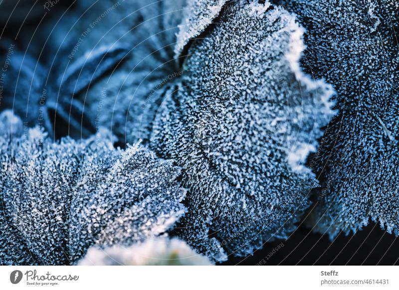 Hoarfrost on the lady's mantle Alchemilla vulgaris Hoar frost alchemilla Alchemilla leaves Cold shock chill Frost icily Frozen dark blue iced winter cold