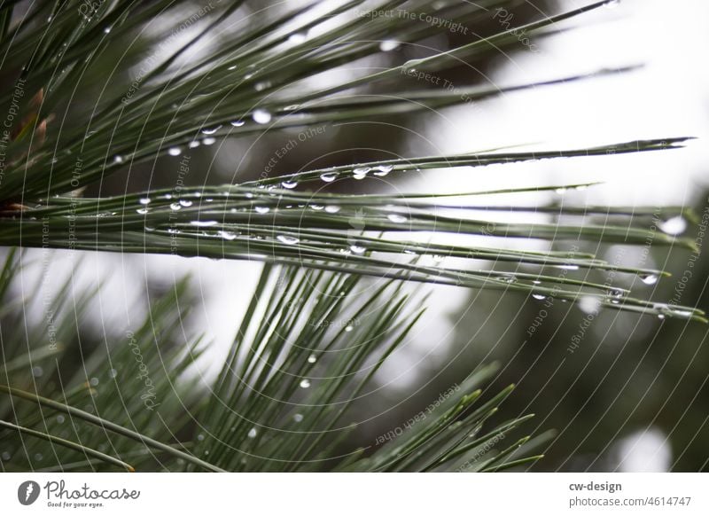 On Japan Plant Green Coniferous plant Macro (Extreme close-up) Drops of water