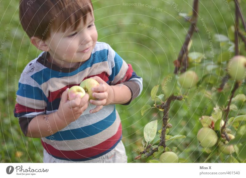 apple harvest Food Fruit Apple Nutrition Organic produce Playing Human being Child Toddler Boy (child) 1 1 - 3 years Nature Autumn Tree Garden Fresh Healthy