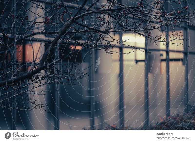 Branches in front of the windows of a building with columns twigs slices Glass Building Perspective movie Evening Light Window Window alignment Glas facade