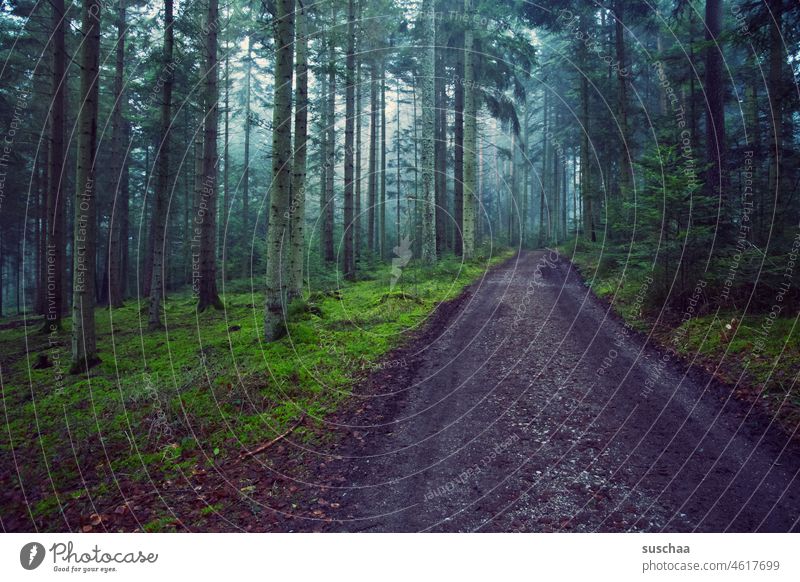 forest path Forest trees Tree trunk To go for a walk Green Moss Cold Winter foggy Lonely Nature Environment Deserted Woodground Relaxation Hiking Lanes & trails