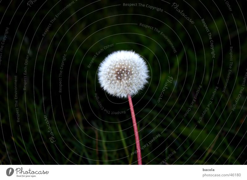 Just don't sneeze now. Dandelion Flower Calm Seed