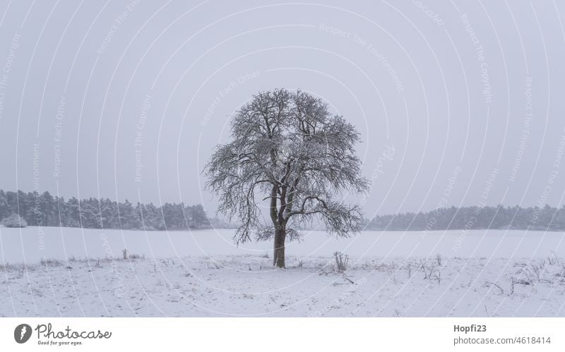 A Fogy winter day Winter Winter's day Snow Cold White Snowscape Landscape Frost winter landscape Tree Forest Winter walk Nature Weather Winter forest Seasons