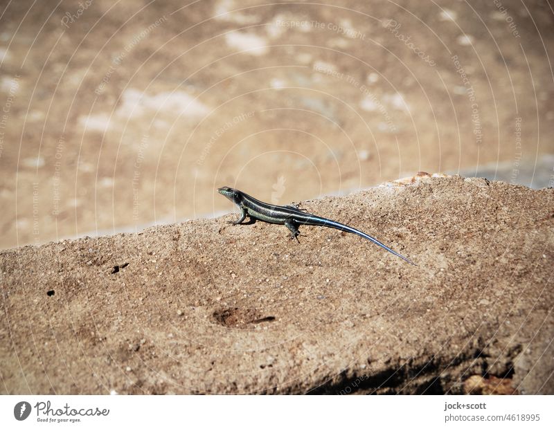 Real lizard in natural environment Trachylepis Reptiles Nature animal world Wild animal 1 Lizards Animal Rock Small Watchfulness Stone Animal portrait Brown