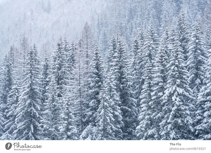 Fir forest in snow fir tree fir forest Fir tree Winter Snow Deserted Nature Cold Snowscape Frost Forest Winter's day winter landscape Winter mood White