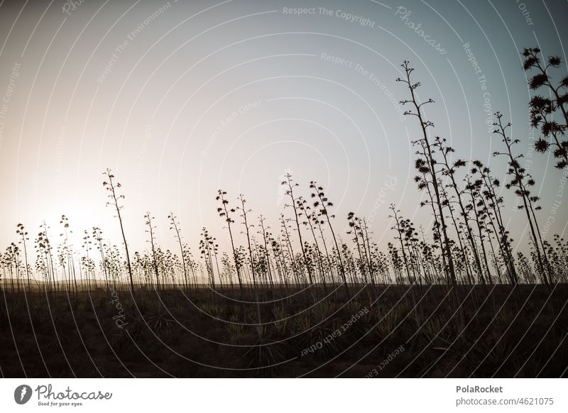 #A0# Agave field I Agave blossom agave plant Agave leaf agave syrup Agave syrup Canaries Canary Islands canary island Fuerteventura Vacation & Travel Tourism