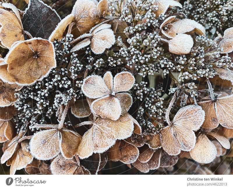 Withered flowers of hydrangea covered with hoarfrost Hydrangea plate hortensia blossoms Mature Hoar frost Frost chill Cold Frozen ice crystals Transience Winter