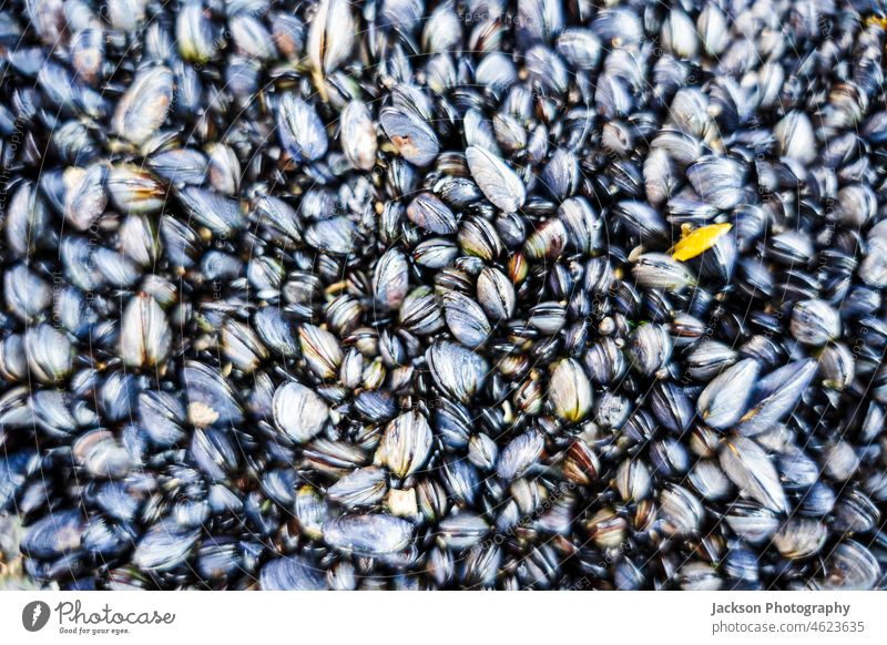 Plenty of mussels on the coast of Portugal background mollusks seashell clam mussel shell nature food wallpaper blue mussel wild wilderness algarve marine