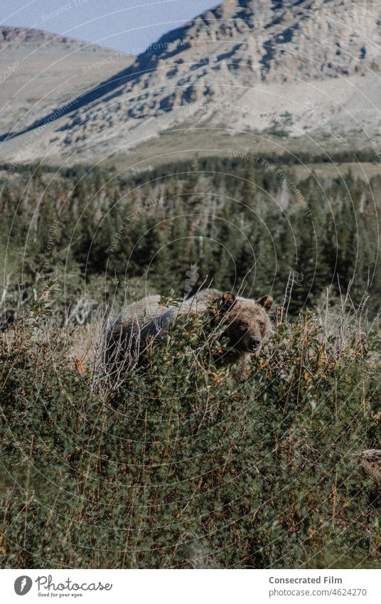 Wild Grizzly bear walking in the mountains Bears Grizzly Bear Mountains Travel Adventure Dangerous Wonder Wildlife Wildlife photographer Wildlife photography