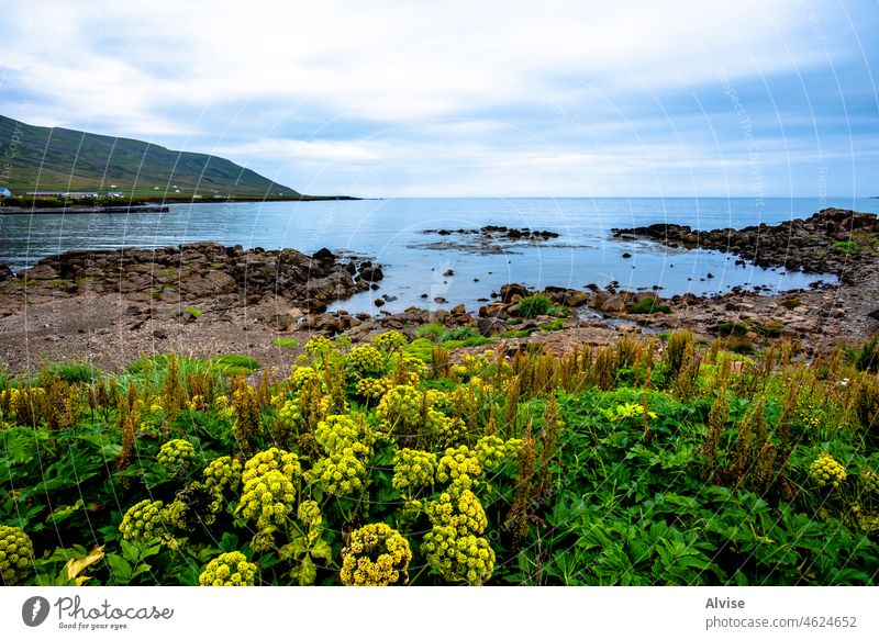 2021 08 16 Borgarfiordur Eystri Icelandic beach scenic nature rock fjord storurd grass vacation europe sheep solitude green boulders peaceful hiking iceland