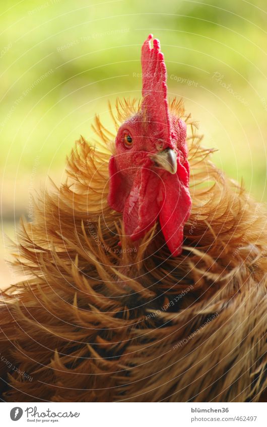 He's just different ... Animal Farm animal Rooster Bird Animal face Poultry Observe Looking Stand Elegant Funny Curiosity Beautiful Brown Red Love of animals