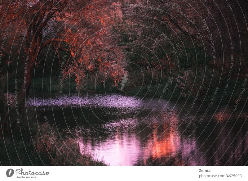 Autumn landscape with reflections of trees in river water Autumnal Autumnal colours Autumnal landscape autumn mood River Water golden Reflection Trees Branch