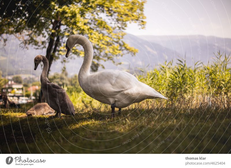 Swan with young in the meadow Meadow Green Bird Feather Beak Neck pretty Elegant Pride Esthetic Exterior shot Nature Lake White Swan Lake Animal