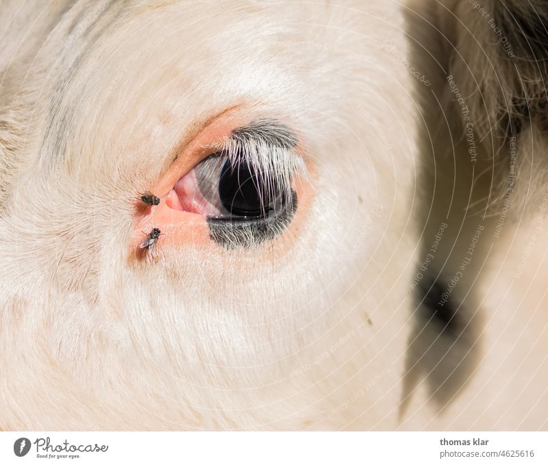 Cow eye with two flies Flying Country life Eyelash Animal Cattle Agriculture Cattle breeding Willow tree Cattle farming Livestock Dairy cow Organic farming