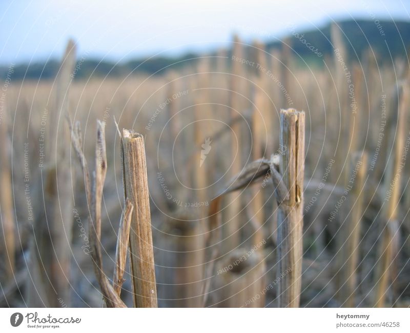 cornfield Cornfield Field Plant Agriculture Dreary Stalk Grass Dark Gloomy Brown Gray Half Grief Loneliness Think Short Exterior shot Aachen Hope Growth