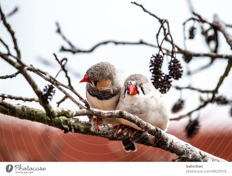 cohesion Animal face Grand piano Cute Branch Nature Exceptional Exotic Fantastic feathers Wild animal Bird pretty Small Zebra Finch plumage Tree Beak Light Day