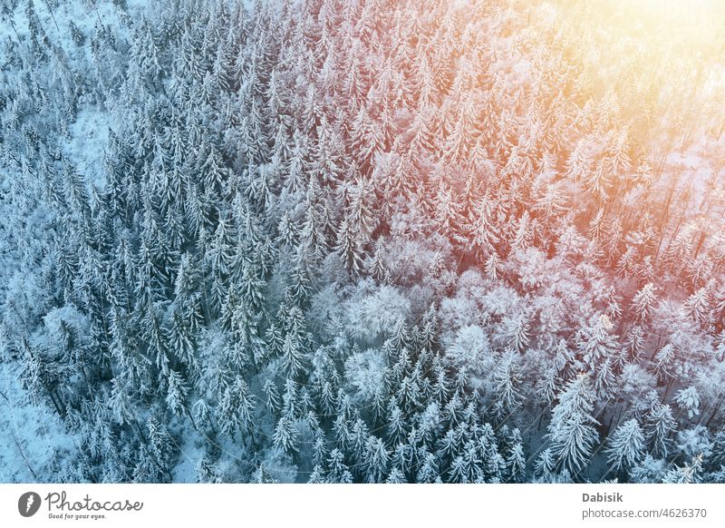 Aerial view of forest covered wirt snow winter aerial mountain tree nature background landscape flight woodland drone snowy poland europe cold country