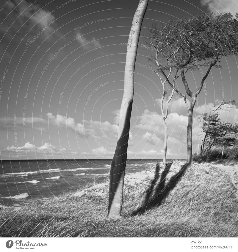 tall Western Beach Darss trees Black & white photo Sky Clouds coast Baltic Sea Nature Landscape Exterior shot Tree Environment Ocean Wild plant Growth Together