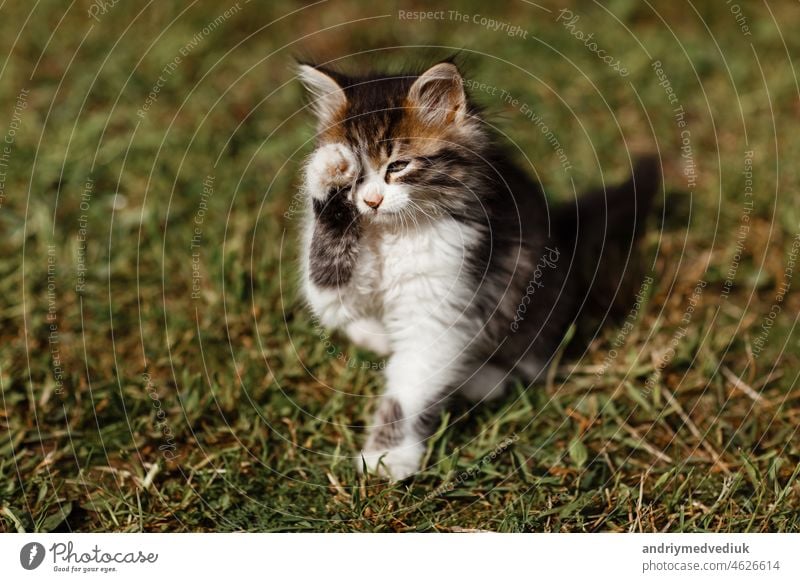 Small Orange Cat With Long Curly Hair Is Standing With An Angry Face  Background, Mean Cat Pictures, Cat, Pet Background Image And Wallpaper for  Free Download