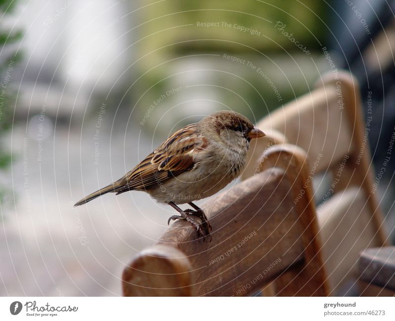 Better a sparrow in the hand... Bird Beg Sparrow Chair
