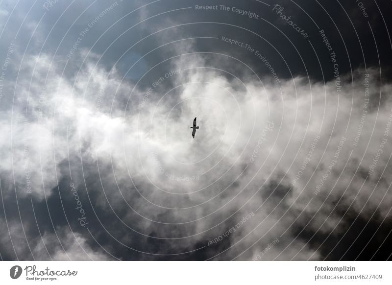 flying bird in golden center Bird Floating Flying Flight of the birds Freedom Sky Clouds centred Grand piano Silhouette Contrast Copy Space Airy Room Movement