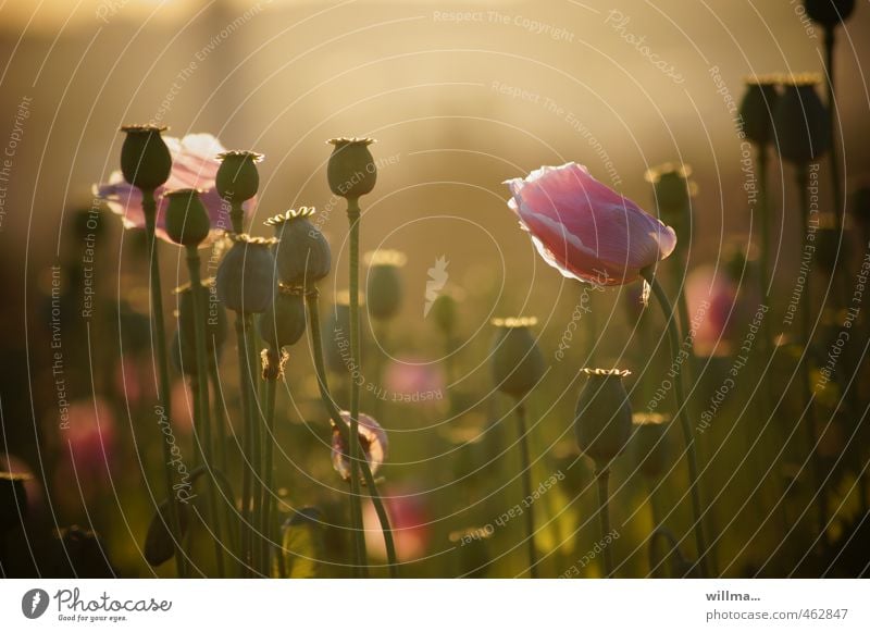 Pink poppy in the morning light Nature Plant Summer Beautiful weather Poppy Poppy blossom Poppy field Poppy capsule pretty Brown Summer evening Harmonious