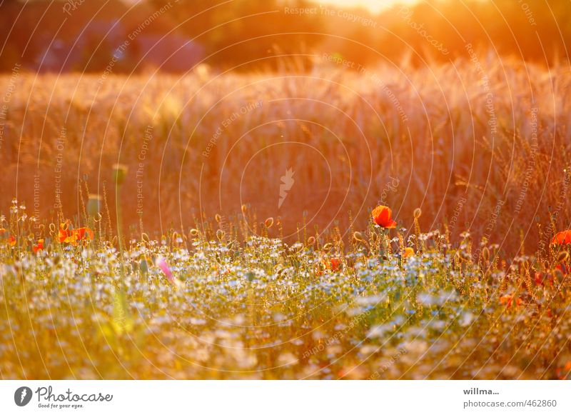 Summer evening at the edge of the field with summer flowers Summerflower Nature Sunlight Beautiful weather Poppy Meadow Field Flower meadow Cornfield Warmth