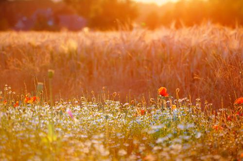 Summer evening at the edge of the field with summer flowers Summerflower Nature Sunlight Beautiful weather Poppy Meadow Field Flower meadow Cornfield Warmth