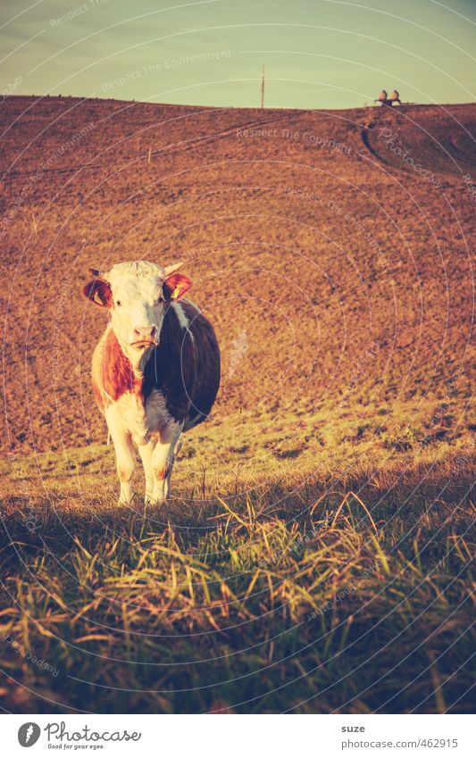 Bull's-eyed Lovebird Healthy Eating Agriculture Forestry Environment Nature Animal Sky Horizon Meadow Field Farm animal Cow Animal face 1 Old Warmth